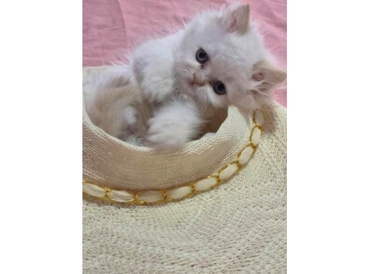 Sevimli İran Kedi Yavruları görsel