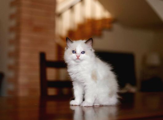Asaletli Ragdoll görsel