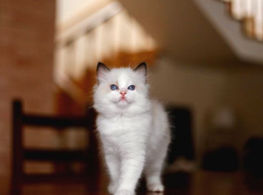 Asaletli Ragdoll