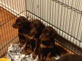 45 günlük kızıl dobermanlarım