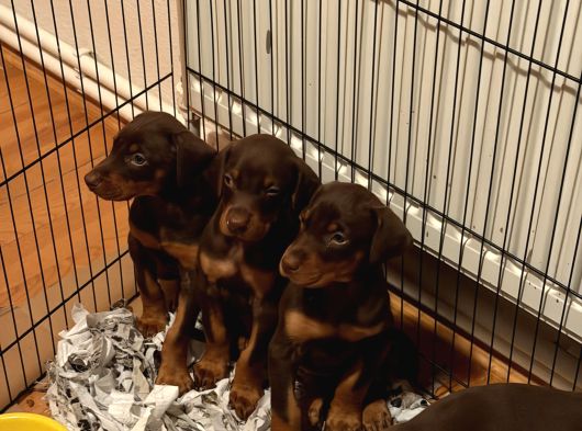45 Günlük Kızıl Dobermanlarım