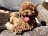 RED BROWN TOY POODLE YAVRULAR
