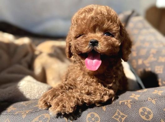 Red Brown Toy Poodle Yavrular