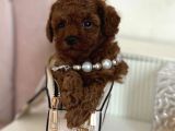 Ruhsatlı Çiftliğimizden toy Poodle Bebekler