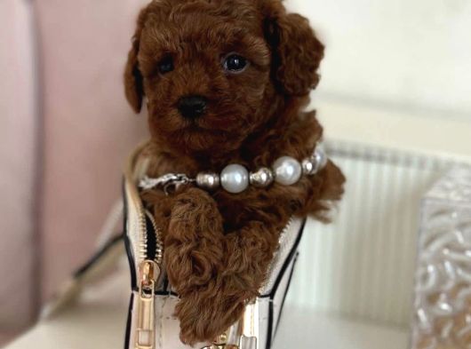 Ruhsatlı Çiftliğimizden Toy Poodle Bebekler