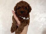 Ruhsatlı Çiftliğimizden Toy Poodle Bebekler