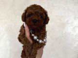 Ruhsatlı Çiftliğimizden Toy Poodle Bebekler