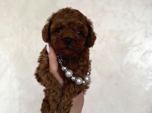 Ruhsatlı Çiftliğimizden Toy Poodle Bebekler görsel