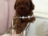 Ruhsatlı Çiftliğimizden Toy Poodle Bebekler