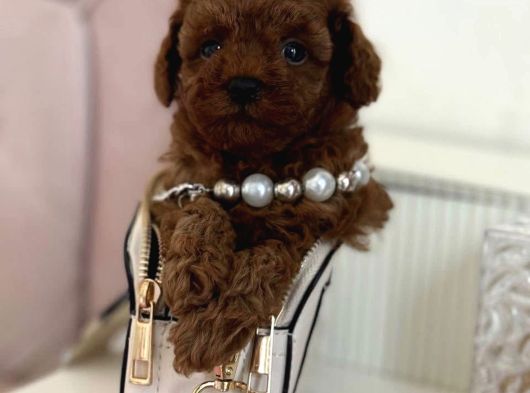 Ruhsatlı Çiftliğimizden Toy Poodle Bebekler görsel