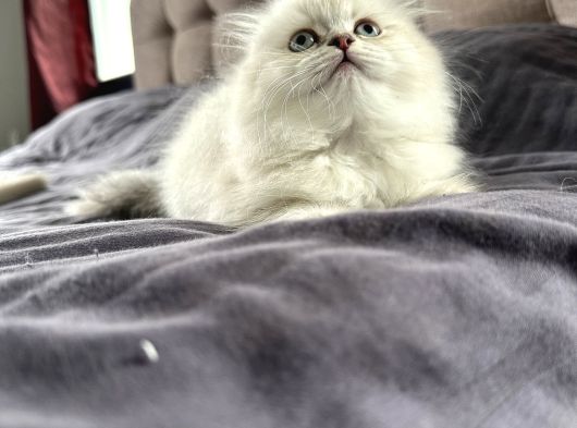 Scottish Fold Yavrular görsel