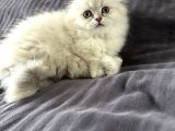 Scottish fold yavrular