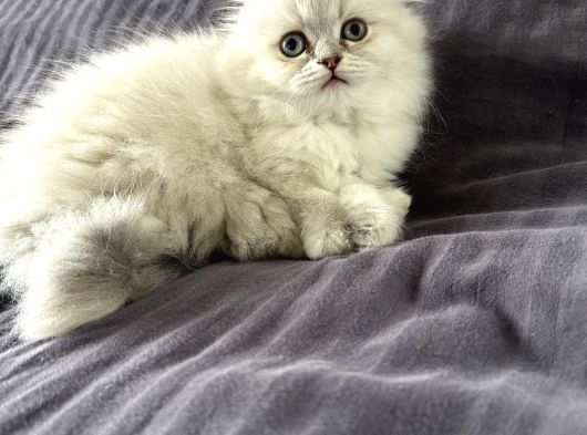 Scottish Fold Yavrular
