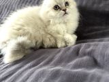 Scottish Fold Yavrular