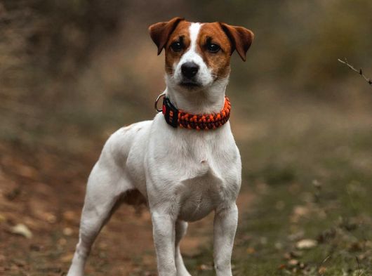 JACK RUSSEL YAVRULARIMIZ HAZIRDIR