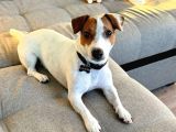 Jack Russel Yavrularimiz Hazirdir