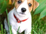 Jack Russel Yavrularimiz Hazirdir