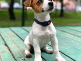 Jack Russel Yavrularimiz Hazirdir