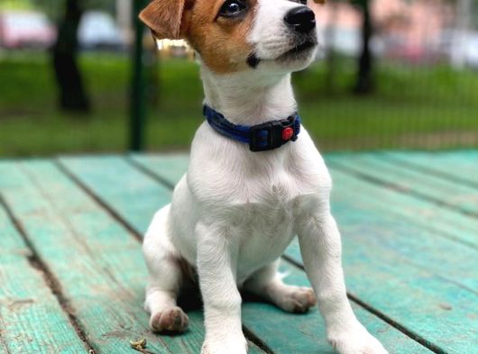 Jack Russel Yavrularimiz Hazirdir görsel