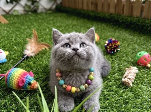 Hey Maşallah Di̇şi̇ Bri̇ti̇sh Shorthai̇r görsel