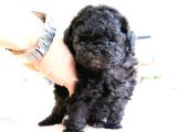 KOREAN TOY POODLE YAVRULARIM