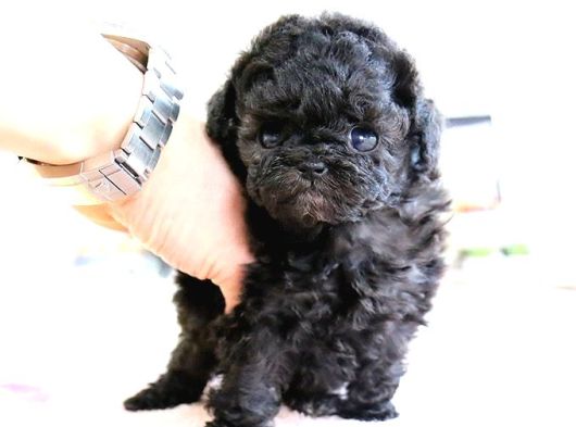 Korean Toy Poodle Yavrularim