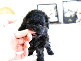 Korean Toy Poodle Yavrularim