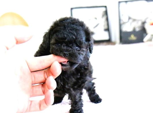Korean Toy Poodle Yavrularim görsel