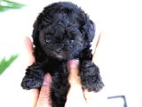 Korean Toy Poodle Yavrularim