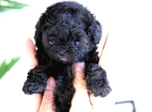 Korean Toy Poodle Yavrularim görsel