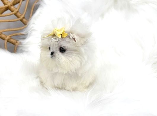 Saglik Ve Irk Garantili Morkie Yavrularimiz görsel