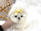 SAGLIK VE IRK GARANTILI MORKIE YAVRULARIMIZ