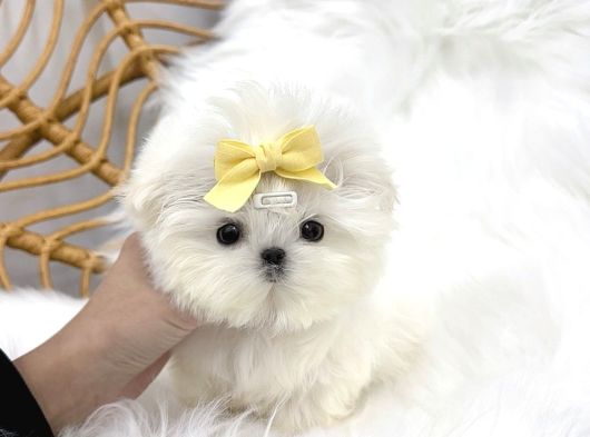 Saglik Ve Irk Garantili Morkie Yavrularimiz
