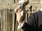 A KALİTE FAWN FRENCH YAVRULARIMIZ