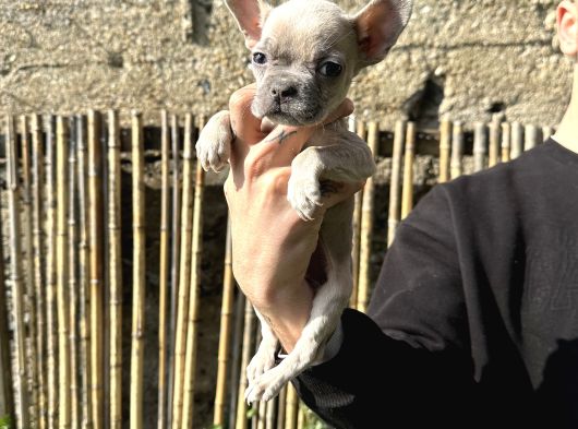 A Kali̇te Fawn French Yavrularimiz