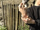A Kali̇te Fawn French Yavrularimiz