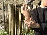 A Kali̇te Fawn French Yavrularimiz