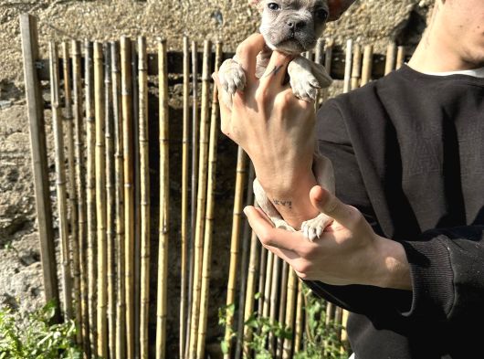 A Kali̇te Fawn French Yavrularimiz görsel