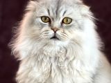 Scottish Yavru Kedi