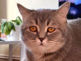 Scottish Yavru Kedi