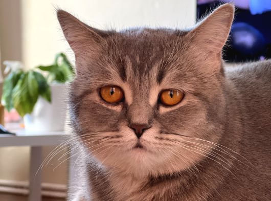 Scottish Yavru Kedi görsel