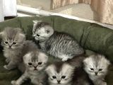 Scottish Yavru Kedi