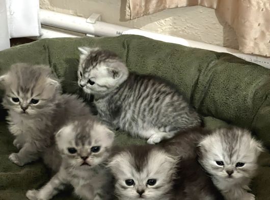 Scottish Yavru Kedi görsel