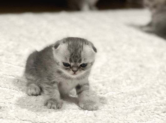 Scottish Yavru Kedi görsel