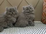 A Kaliteli British Longhair Yavrularımız