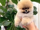 Pomerani̇an Boo Yavrulari