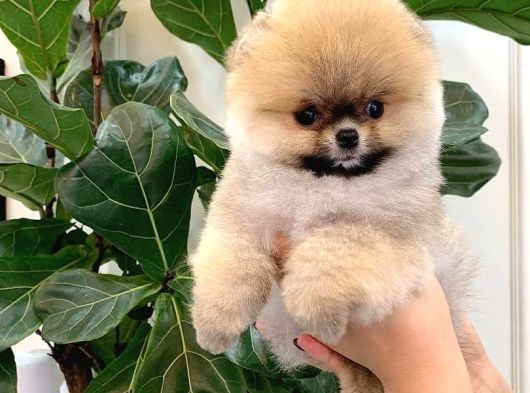 Pomerani̇an Boo Yavrulari görsel