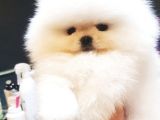 Pomerani̇an Boo Yavrulari