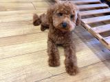 Orjınal Baby Face Yüze Sahip Poodle