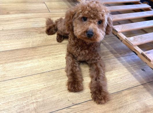 Orjınal Baby Face Yüze Sahip Poodle görsel